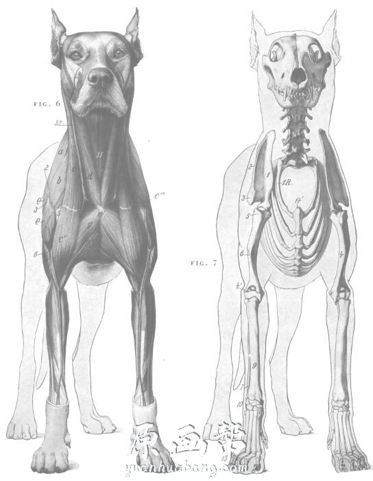 【艺术解刨】艺用动物解剖图谱（An.Atlas.of.Animal.Anatomy.for.Artists)