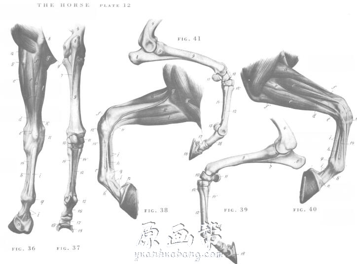 【艺术解刨】艺用动物解剖图谱（An.Atlas.of.Animal.Anatomy.for.Artists)