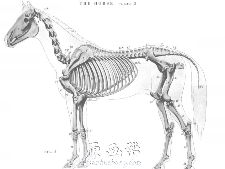 【艺术解刨】艺用动物解剖图谱（An.Atlas.of.Animal.Anatomy.for.Artists)