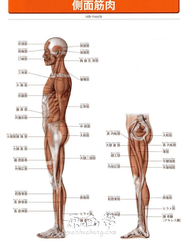 [书籍教程] 头部四肢躯干人体肌肉骨骼对比透视详解图128P