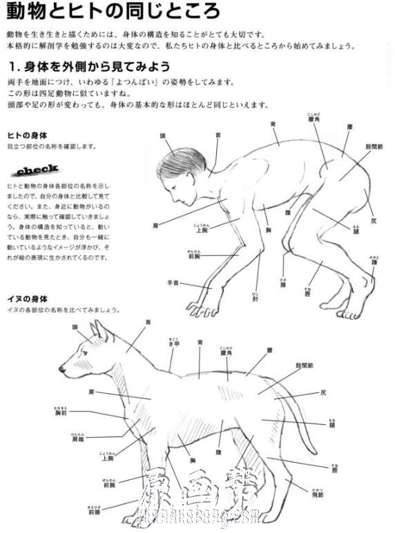 [书籍教程] 动物解剖结构素描描绘方法【PDF原版书177P】