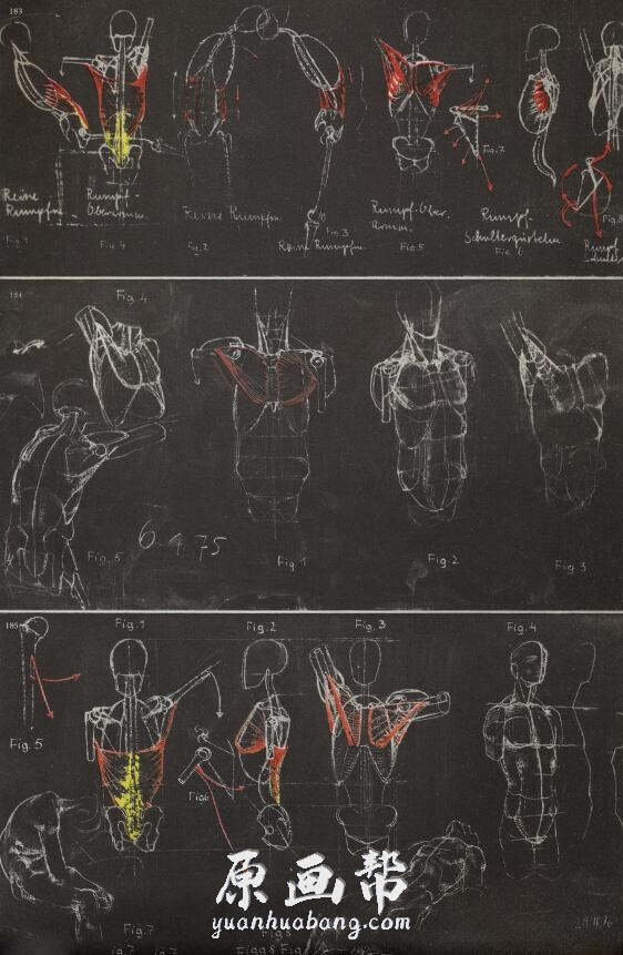 [原画教程] 人体结构解剖绘画教材-德国经典老教程稀有资源（观察和理解）486.36MB