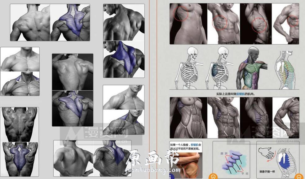 [书籍教程] 【雕塑解刨学】人体的肌肉组成-最好的人体学习图书