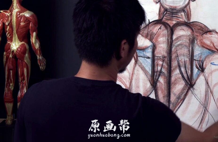 [美术基础] 艺用人体解剖结构完整剖析5-百度网盘5.39G