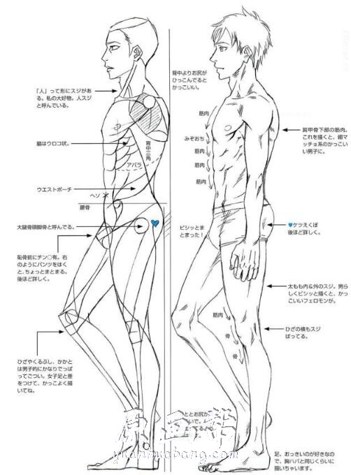 [书籍教程] 怎么画好男人的屁股【PDF原版书71P】