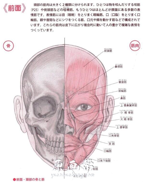 [书籍教程] 头部四肢躯干人体肌肉骨骼对比透视详解图128P