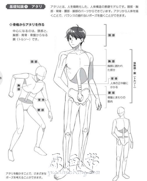 [书籍教程] 如何绘制男性MOE人物姿态-姿态剖面图【PDF原版书178P】