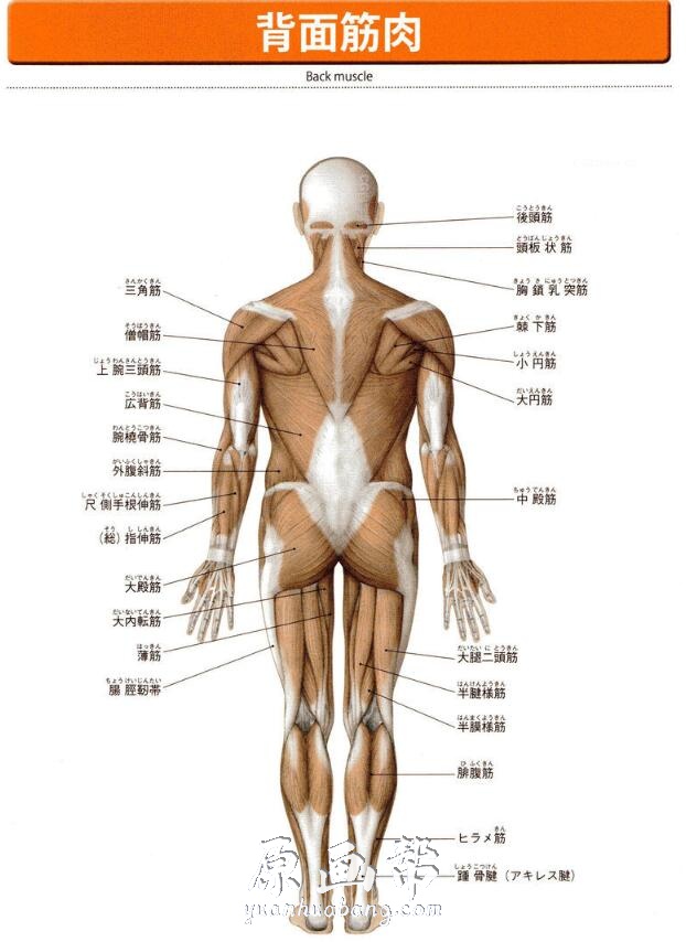 [书籍教程] 头部四肢躯干人体肌肉骨骼对比透视详解图128P