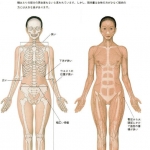 [书籍教程] 头部四肢躯干人体肌肉骨骼对比透视详解图128P