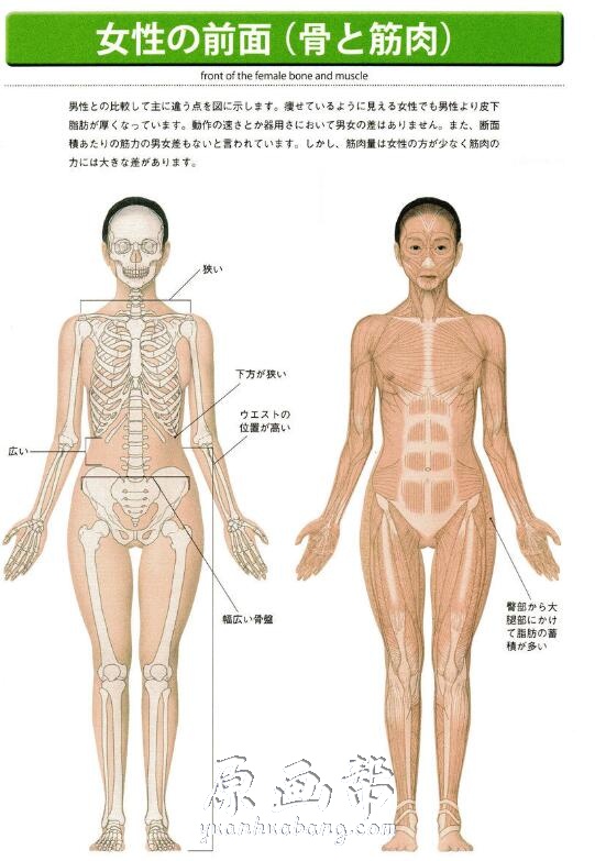 [书籍教程] 头部四肢躯干人体肌肉骨骼对比透视详解图128P