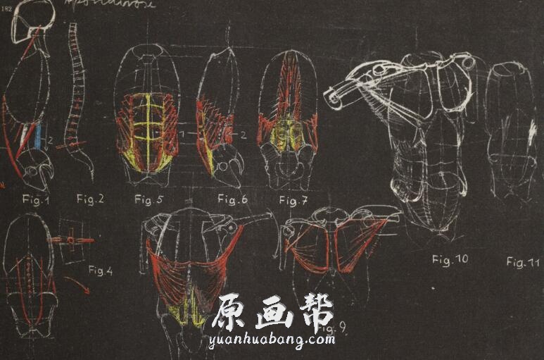 [原画教程] 人体结构解剖绘画教材-德国经典老教程稀有资源（观察和理解）486.36MB