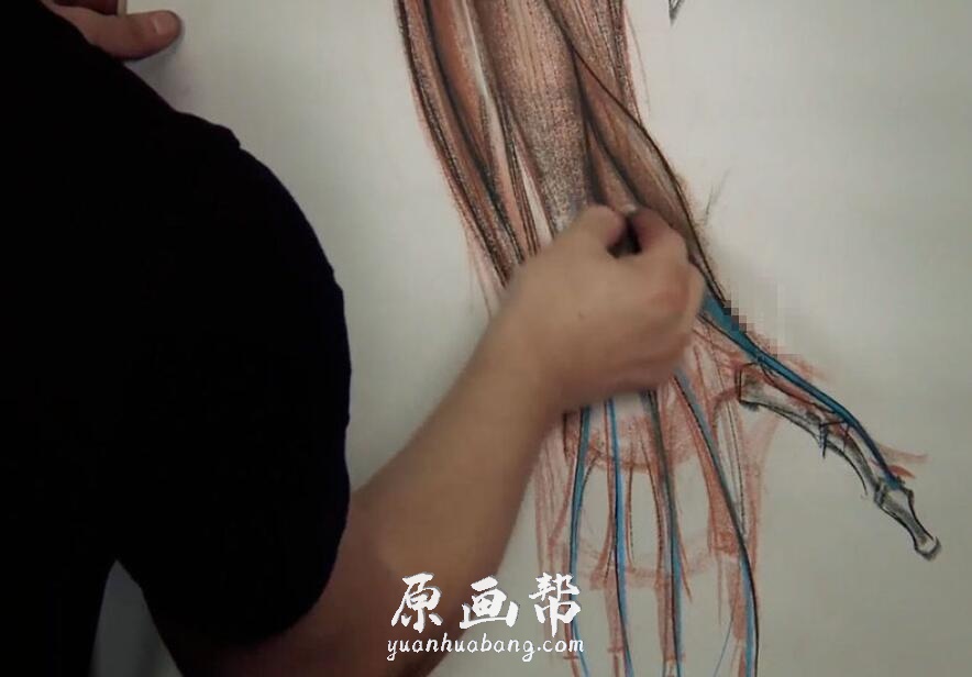 [美术基础] 艺用人体解剖结构完整剖析6-百度网盘2.67G