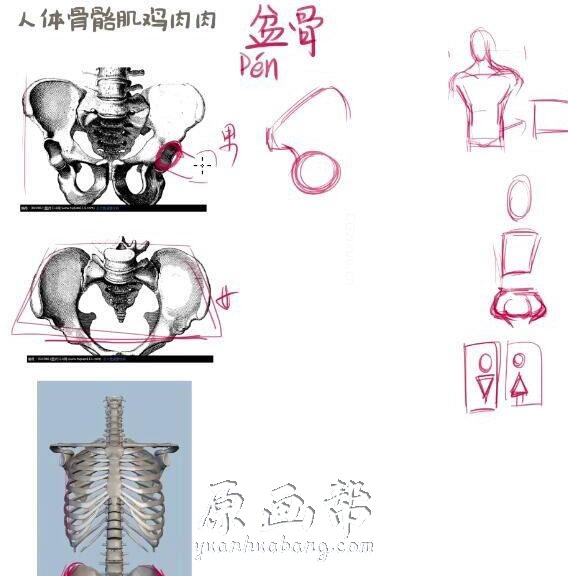 [美术基础] 【人体骨骼与肌肉动态】零基础入门到精通全套视频教程