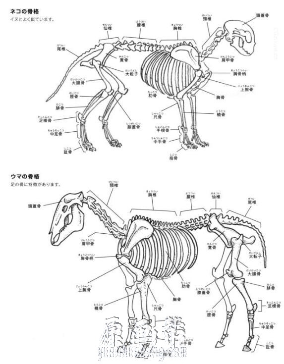 [书籍教程] 动物解剖结构素描描绘方法【PDF原版书177P】