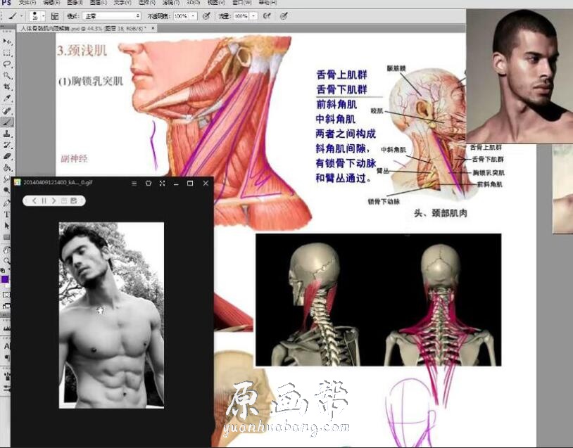 [美术基础] 【人体骨骼与肌肉动态】零基础入门到精通全套视频教程