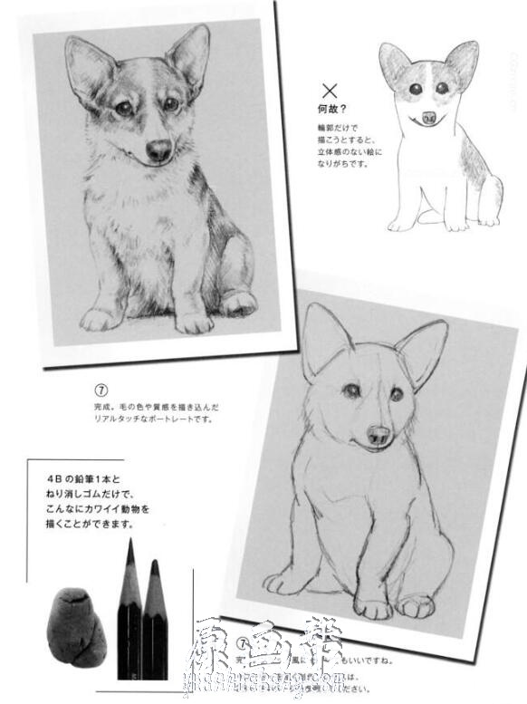 [书籍教程] 动物解剖结构素描描绘方法【PDF原版书177P】