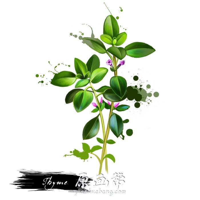 [PSD原画] 手绘花卉草本植物PNG+PSD免扣设计素材60P_CG原画素材