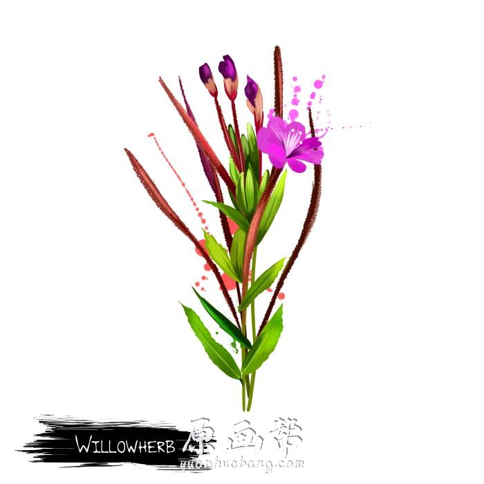 [PSD原画] 手绘花卉草本植物PNG+PSD免扣设计素材60P_CG原画素材