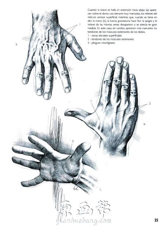 [游戏设定] 【Giovanni手部绘制方法】-手与足素描-乔瓦尼·席瓦尔第(意)_CG原画资源