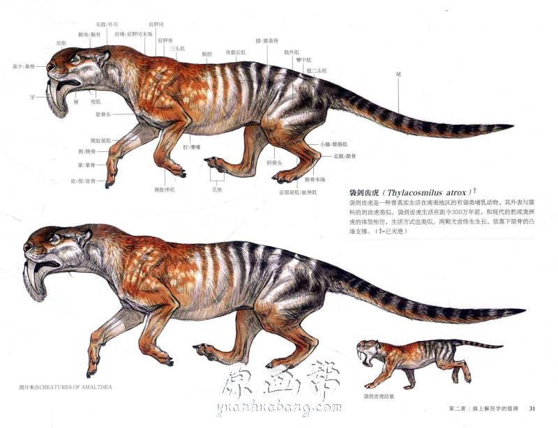 [动物解刨 怪物怪兽] 国际插画大师惠特拉奇的动物绘本（Books3+VideoFiles10）_CG原画资源