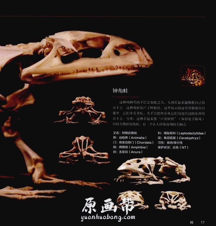 [游戏设定] 【私人生物收藏】神秘的头骨 高清图集（260P）_CG原画资源