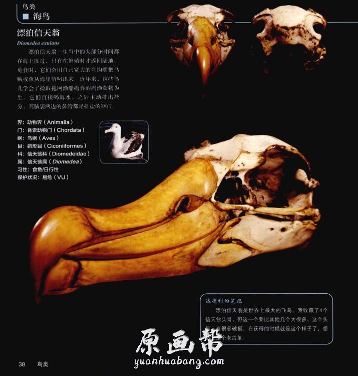 [游戏设定] 【私人生物收藏】神秘的头骨 高清图集（260P）_CG原画资源