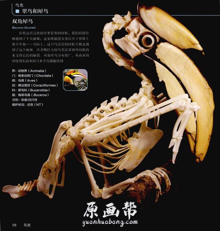 [游戏设定] 【私人生物收藏】神秘的头骨 高清图集（260P）_CG原画资源