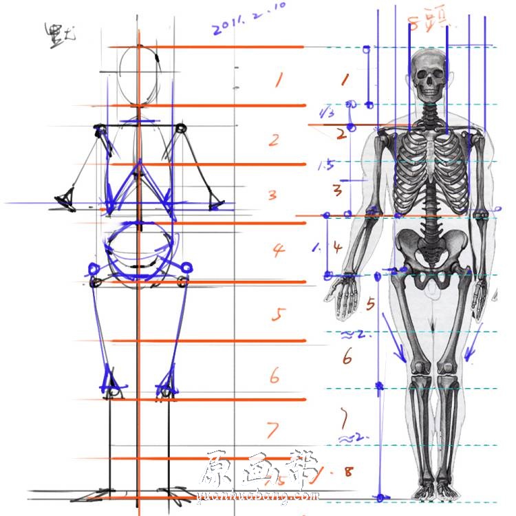 [黑白线稿] 手绘人体解剖系列 绘画专用素材集[296P]_CG原画资源