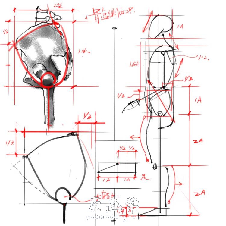 [黑白线稿] 手绘人体解剖系列 绘画专用素材集[296P]_CG原画资源