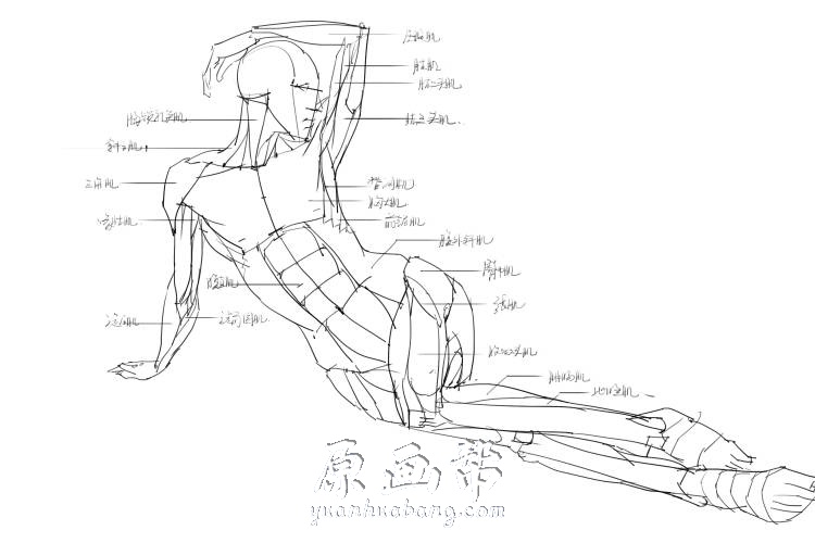 [黑白线稿] 手绘人体解剖系列 绘画专用素材集[296P]_CG原画资源