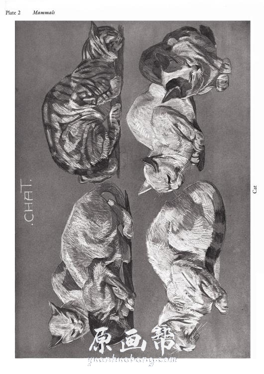 [日韩画风] 【动物画法研究】animal studies原画_CG原画资源